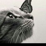 محمدرضا شربتیان